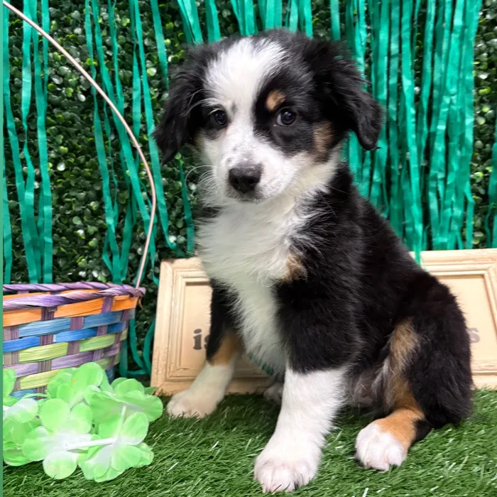 Female Mini Aussie puppy named Kipo for sale at Puppy Dreams - Memphis.