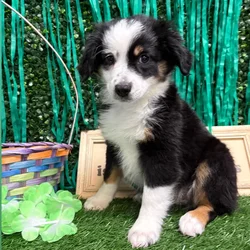 Female Mini Aussie puppy named Kipo for sale at Puppy Dreams - Memphis.
