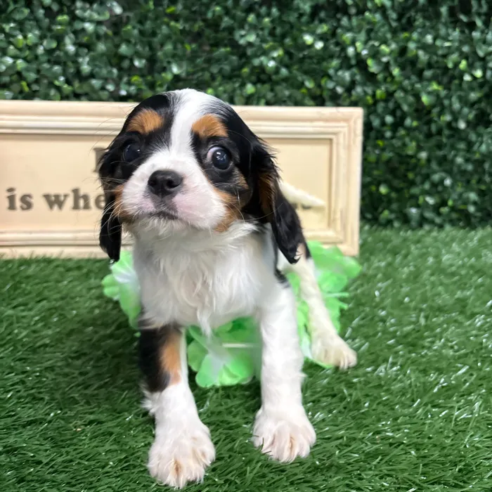 Female Cavalier King Charles Spaniel puppy named Beverley for sale at Puppy Dreams - Memphis.
