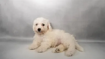 Male Hybrid puppy for sale at Puppy Dreams - Memphis.
