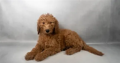 Female Hybrid puppy for sale at Puppy Dreams - Memphis.