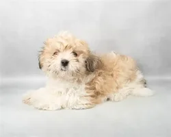 car_main_img_/media/ap_media/pets/RUHNBXJNFGFG124514.webp.250x250_q85.webp