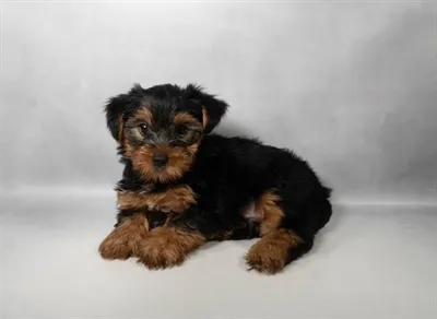 Male Yorkie puppy for sale at Puppy Dreams - Memphis.