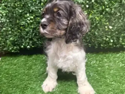 Male Cocker Spaniel Puppy for Sale in Cordova, TN