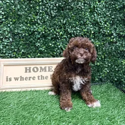 Male Mini Poodle puppy named Shining for sale at Puppy Dreams - Memphis.