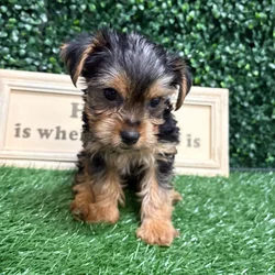 Male Yorkie puppy named Houston for sale at Puppy Dreams - Memphis.