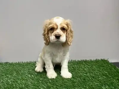 Female Cocker Spaniel Puppy for Sale in Cordova, TN