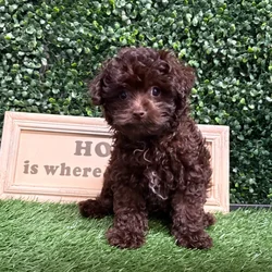 Male Pom-A-Poo puppy named Archie for sale at Puppy Dreams - Memphis.