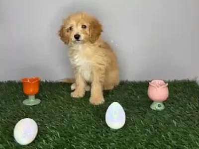 Female Bichon-Mini Poodle Puppy for Sale in Cordova, TN