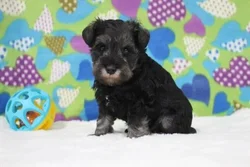 car_main_img_/media/ap_media/pets/THBGSYKKQSBD125937.webp.250x250_q85.webp