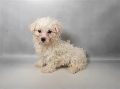 Female Havamalt puppy for sale at Puppy Dreams - Memphis.