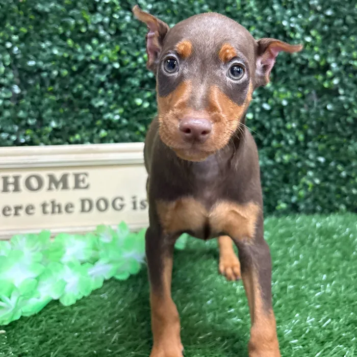 Male Mini Pinscher puppy named Anubis for sale at Puppy Dreams - Memphis.