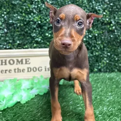 Male Mini Pinscher puppy named Anubis for sale at Puppy Dreams - Memphis.