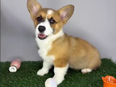 Female Pembroke Welsh Corgi Puppy for Sale in Cordova, TN