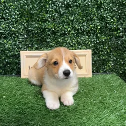 Female Pembroke Welsh Corgi puppy named Cinnamon for sale at Puppy Dreams - Memphis.