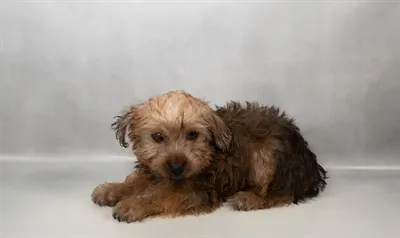 Male Yorkie puppy for sale at Puppy Dreams - Memphis.