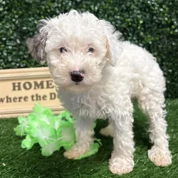 Male Mini Poodle puppy named Kiko for sale at Puppy Dreams - Memphis.