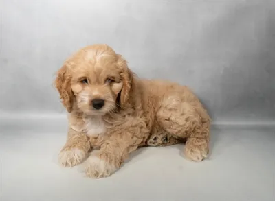 Male Cockapoo puppy for sale at Puppy Dreams - Memphis.