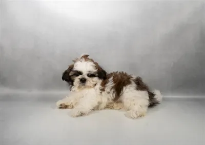 Male Shih Tzu puppy for sale at Puppy Dreams - Memphis.