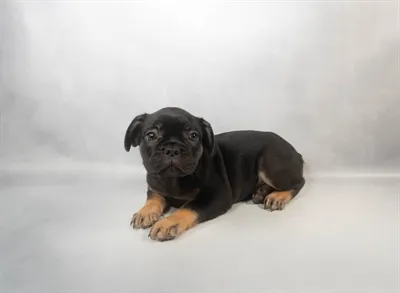 Male French Bulldog puppy for sale at Puppy Dreams - Memphis.