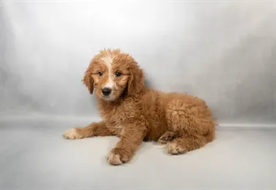 Male Mini Goldendoodle puppy for sale at Puppy Dreams - Memphis.