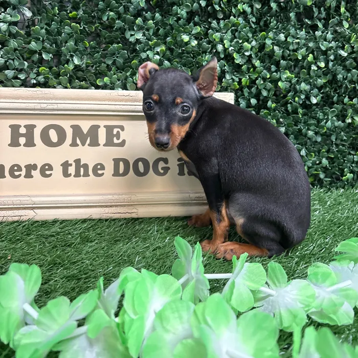 Male Mini Pinscher puppy named Elfo for sale at Puppy Dreams - Memphis.