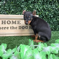 Male Mini Pinscher puppy named Elfo for sale at Puppy Dreams - Memphis.