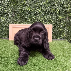 Female Cocker Spaniel puppy named Lyla for sale at Puppy Dreams - Memphis.