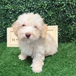 Male Mini Poodle puppy named Shining for sale at Puppy Dreams - Memphis.