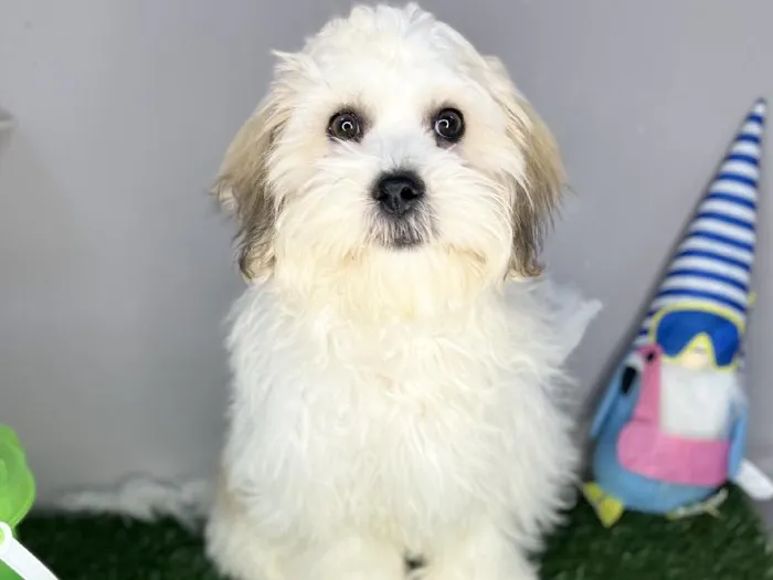 Male Teddy Bear Puppy for Sale in Cordova, TN