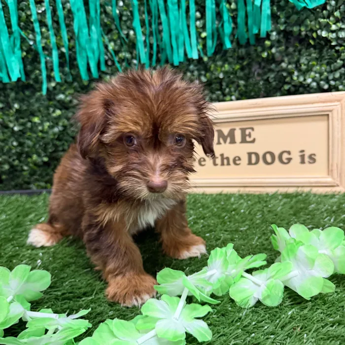Male Havanese puppy named Loki for sale at Puppy Dreams - Memphis.