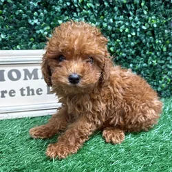 Male Toy Poodle puppy named Bennie for sale at Puppy Dreams - Memphis.