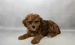 Male Yorkie-Poo puppy named Woody for sale at Puppy Dreams - Memphis.