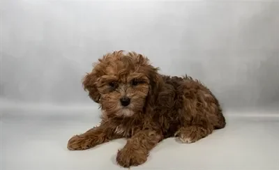 Male Yorkie-Poo puppy named Woody for sale at Puppy Dreams - Memphis.