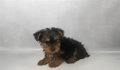 Male Yorkie puppy for sale at Puppy Dreams - Memphis.