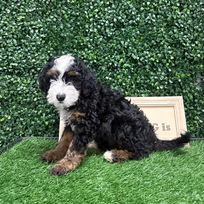 Male Bernedoodle Mini puppy named Dave for sale at Puppy Dreams - Memphis.