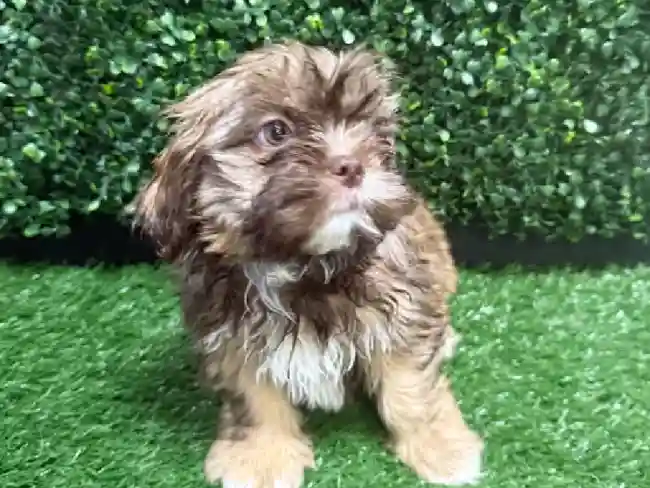 Male Shih Tzu Puppy for Sale in Cordova, TN