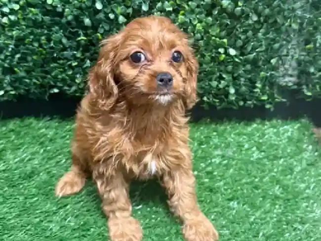 Female Cavapoo Puppy for Sale in Cordova, TN