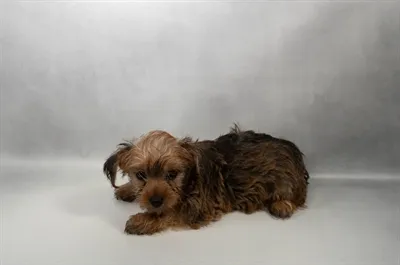 Female Yorkie puppy for sale at Puppy Dreams - Memphis.