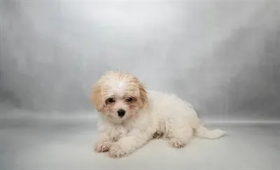 Female Maltese puppy for sale at Puppy Dreams - Memphis.