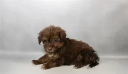 Male Havanese puppy named Loki for sale at Puppy Dreams - Memphis.
