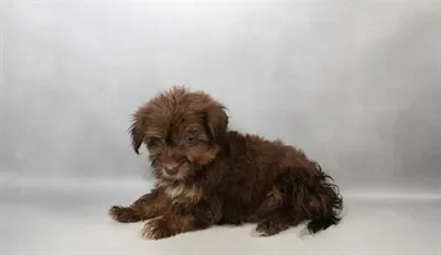 Male Havanese puppy named Loki for sale at Puppy Dreams - Memphis.