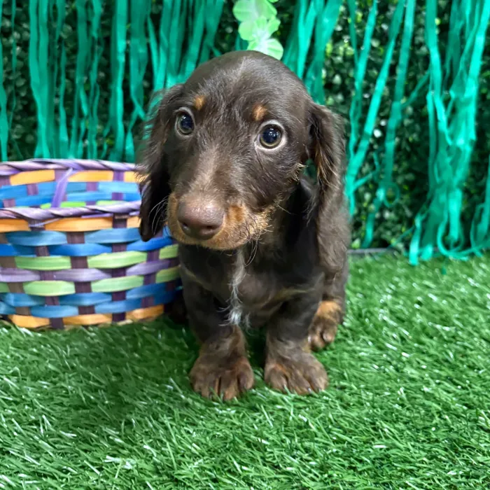Male Dachshund puppy named Charlie for sale at Puppy Dreams - Memphis.