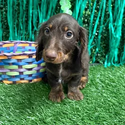 Male Dachshund puppy named Charlie for sale at Puppy Dreams - Memphis.