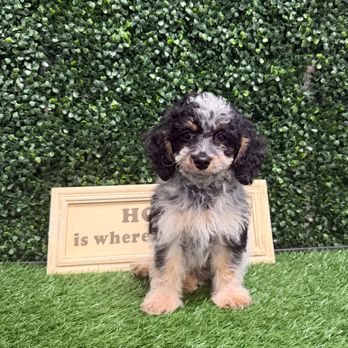 Male Cockapoo puppy named Theo for sale at Puppy Dreams - Memphis.