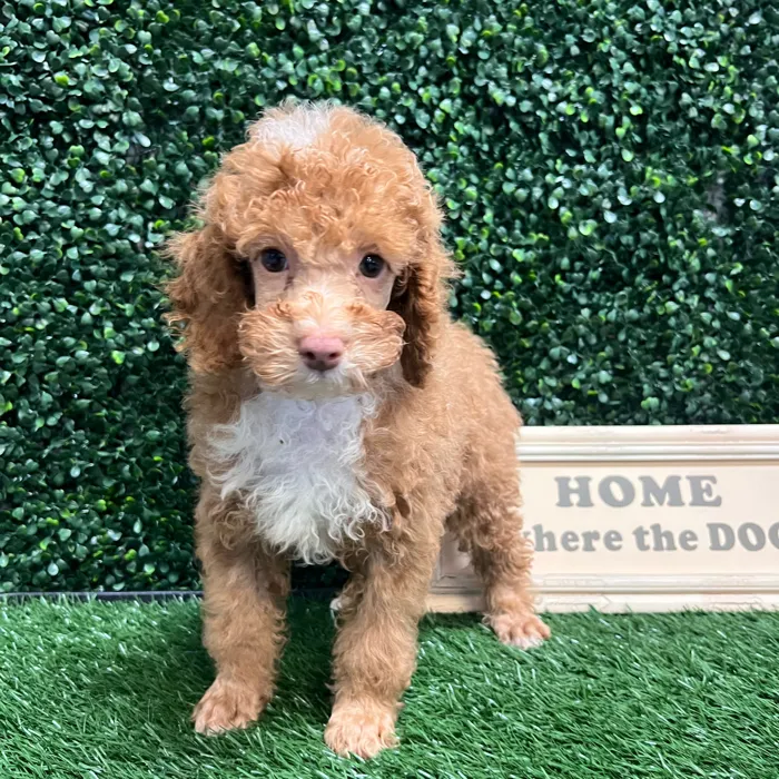 Male Mini Poodle puppy named Dino for sale at Puppy Dreams - Memphis.
