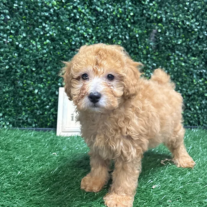 Male Mini Poodle puppy named Dopey for sale at Puppy Dreams - Memphis.