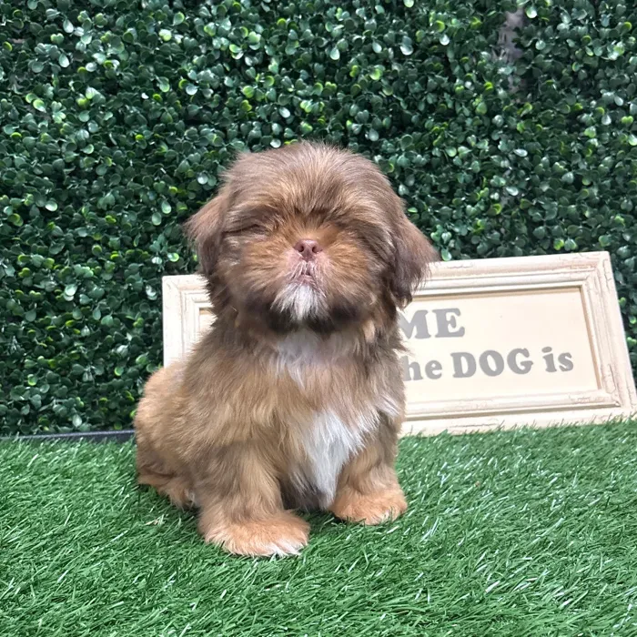 Male Shih Tzu puppy named Domo for sale at Puppy Dreams - Memphis.