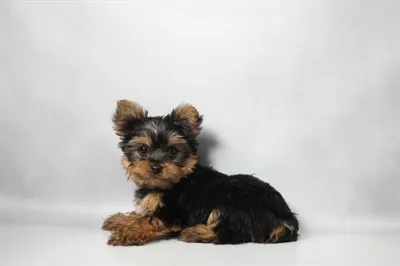 Female Yorkie puppy for sale at Puppy Dreams - Memphis.