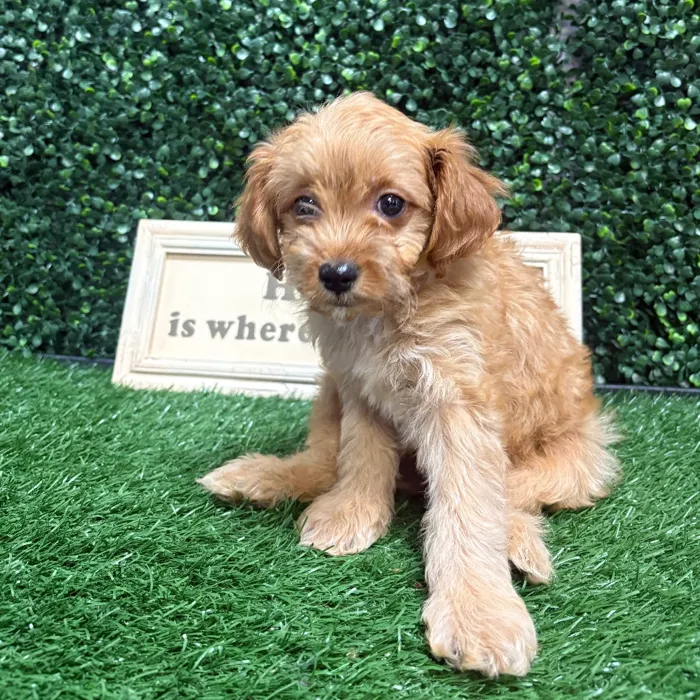 Male Cavapoo puppy named Sodapop for sale at Puppy Dreams - Memphis.